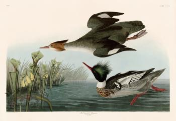 401 Red breasted Merganser